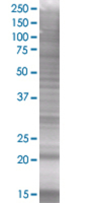 CLEC1B transfected lysate.