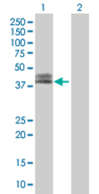 Lane 1: F3 transfected lysate (33.1 KDa). Lane 2: Non-transfected lysate.