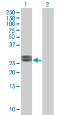 Lane 1: FGF19 transfected lysate (23.87 KDa) Lane 2: Non-transfected lysate.