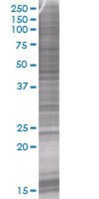 FGF19 transfected lysate.
