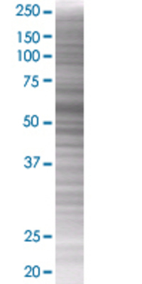 TRAF6 transfected lysate.