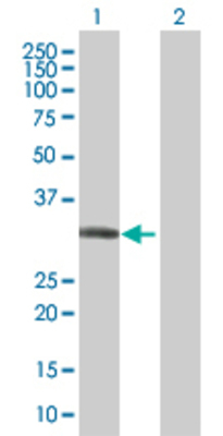 Lane 1: CYB5R3 transfected lysate (34.2 KDa) Lane 2: Non-transfected lysate.