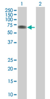Lane 1: GPC5 transfected lysate (63.03 KDa) Lane 2: Non-transfected lysate.