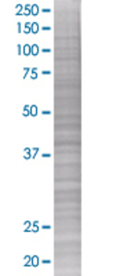 CREB1 transfected lysate