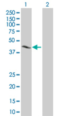 Lane 1: CREB1 transfected lysate (35.1 KDa). Lane 2: Non-transfected lysate.