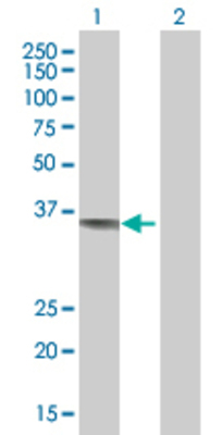 Lane 1: CAMLG transfected lysate (33 KDa) Lane 2: Non-transfected lysate.