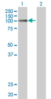 Lane 1: SLC4A1 transfected lysate (101.8 KDa) Lane 2: Non-transfected lysate.