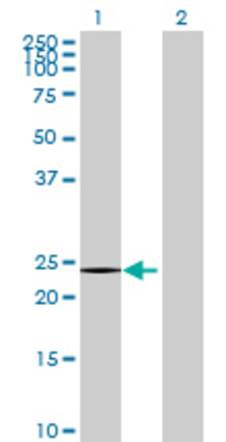 Lane 1: IFNA13 transfected lysate (20.9 KDa) Lane 2: Non-transfected lysate.