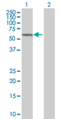 Lane 1: CAP1 transfected lysate (51.7 KDa) Lane 2: Non-transfected lysate.