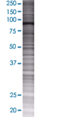 KIF3B transfected lysate.