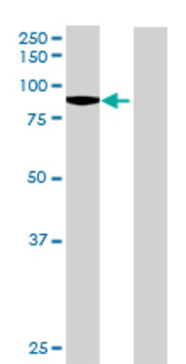 Lane 1: KIF3B transfected lysate (82.28 KDa) Lane 2: Non-transfected lysate.
