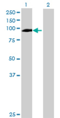 Lane 1: DVL3 transfected lysate (78.87 KDa) Lane 2: Non-transfected lysate.