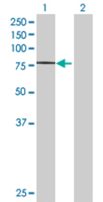 Lane 1: MYB transfected lysate (70.51 KDa) Lane 2: Non-transfected lysate.