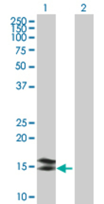 Lane 1: CDK2AP2 transfected lysate (13.86 KDa) Lane 2: Non-transfected lysate.