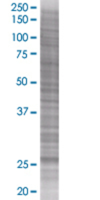 LFNG transfected lysate
