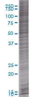 PYCARD transfected lysate