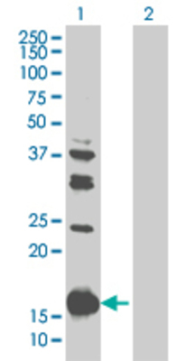 Lane 1: PYCARD transfected lysate (16.5 KDa). Lane 2: Non-transfected lysate.