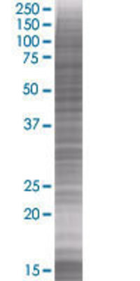RAMP1 transfected lysate.