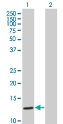 Lane 1: RAMP1 transfected lysate (17 KDa) Lane 2: Non-transfected lysate.