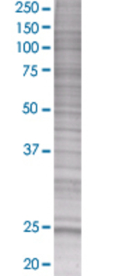 BIN3 transfected lysate.
