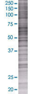 HEXA transfected lysate.
