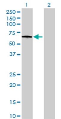 Lane 1: HEXA transfected lysate (58.3 KDa) Lane 2: Non-transfected lysate.