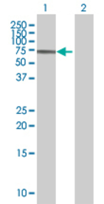 Lane 1: ZNF354A transfected lysate (69.2 KDa) Lane 2: Non-transfected lysate.