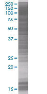 LY86 transfected lysate.