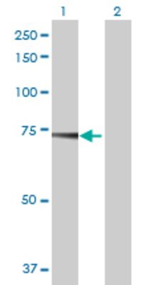 Lane 1: USP2 transfected lysate (66.66 KDa) Lane 2: Non-transfected lysate.