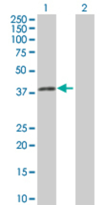 Lane 1: SGOL1 transfected lysate (33.5 KDa) Lane 2: Non-transfected lysate.