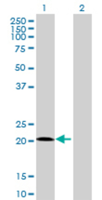 Lane 1: COPS8 transfected lysate (23.1 KDa) Lane 2: Non-transfected lysate.
