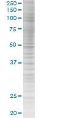 LASS2 transfected lysate.