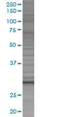 SNAP29 transfected lysate.