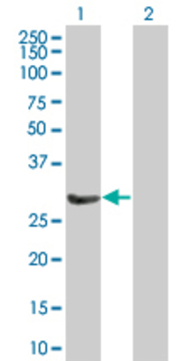 Lane 1: SNAP29 transfected lysate (28.49 KDa) Lane 2: Non-transfected lysate.
