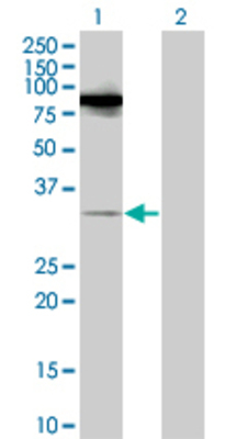 Lane 1: RASL11B transfected lysate (27.5 KDa). Lane 2: Non-transfected lysate.