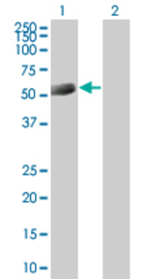 Lane 1: ABLIM1 transfected lysate (44.22 KDa) Lane 2: Non-transfected lysate.