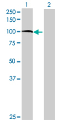Lane 1: TRPC4AP transfected lysate (87.78 KDa) Lane 2: Non-transfected lysate.