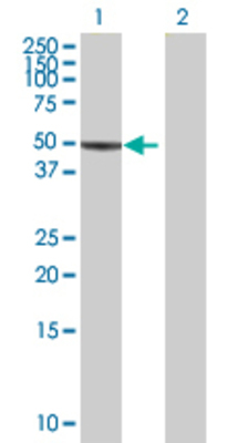 Lane 1: ESRRA transfected lysate (45.5 KDa) Lane 2: Non-transfected lysate.