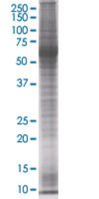 ERG transfected lysate