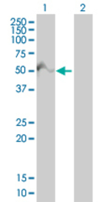 Lane 1: ERG transfected lysate (52.8 KDa). Lane 2: Non-transfected lysate.