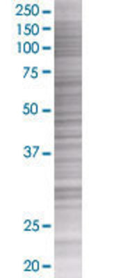 FAS transfected lysate.