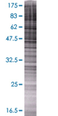 GORASP2 transfected lysate.