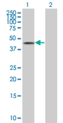 Lane 1: FLJ20516 transfected lysate (33.22 KDa) Lane 2: Non-transfected lysate.