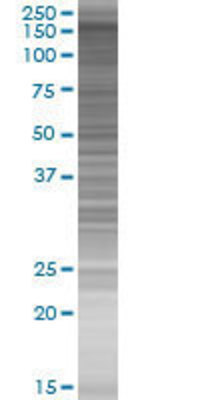 BRPF1 transfected lysate.