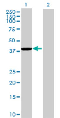 Lane 1: GFOD1 transfected lysate (43.01 KDa) Lane 2: Non-transfected lysate.