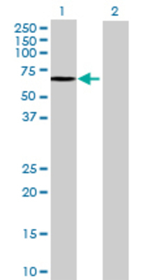 Lane 1: SGSH transfected lysate (55.33 KDa) Lane 2: Non-transfected lysate.