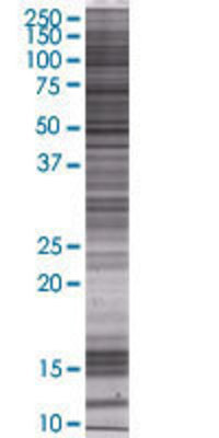 CTSG transfected lysate.