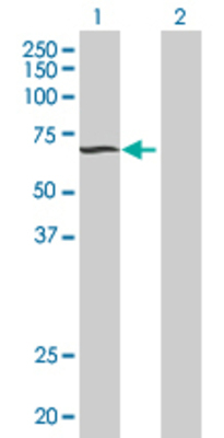 Lane 1: TH1L transfected lysate (66.2 KDa) Lane 2: Non-transfected lysate.