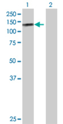 Lane 1: PECAM1 transfected lysate (82.4 KDa) Lane 2: Non-transfected lysate.