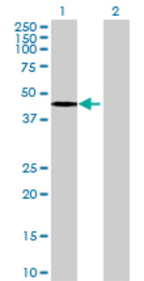 Lane 1: FBXW4 transfected lysate (45.43 KDa) Lane 2: Non-transfected lysate.
